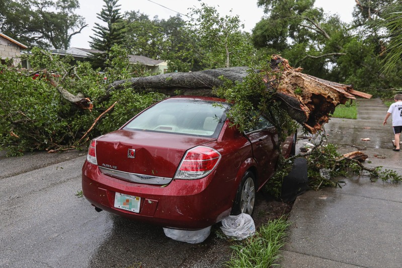 fallen tree on a car